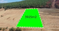 İtalyan Koyuna Komşu! Edirne, Keşan, Şabanmera’da 3935m2